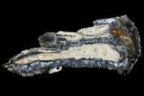 Mammoth Molar Slice With Case - South Carolina #67746-1